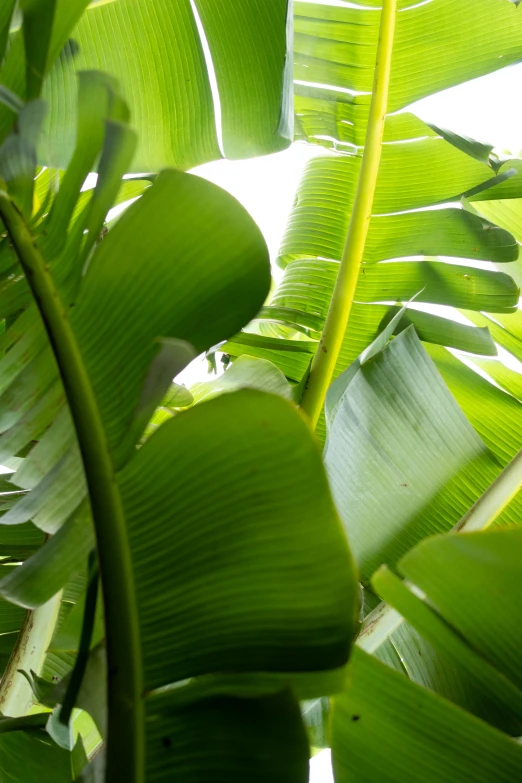 a large banana tree with lots of leaves