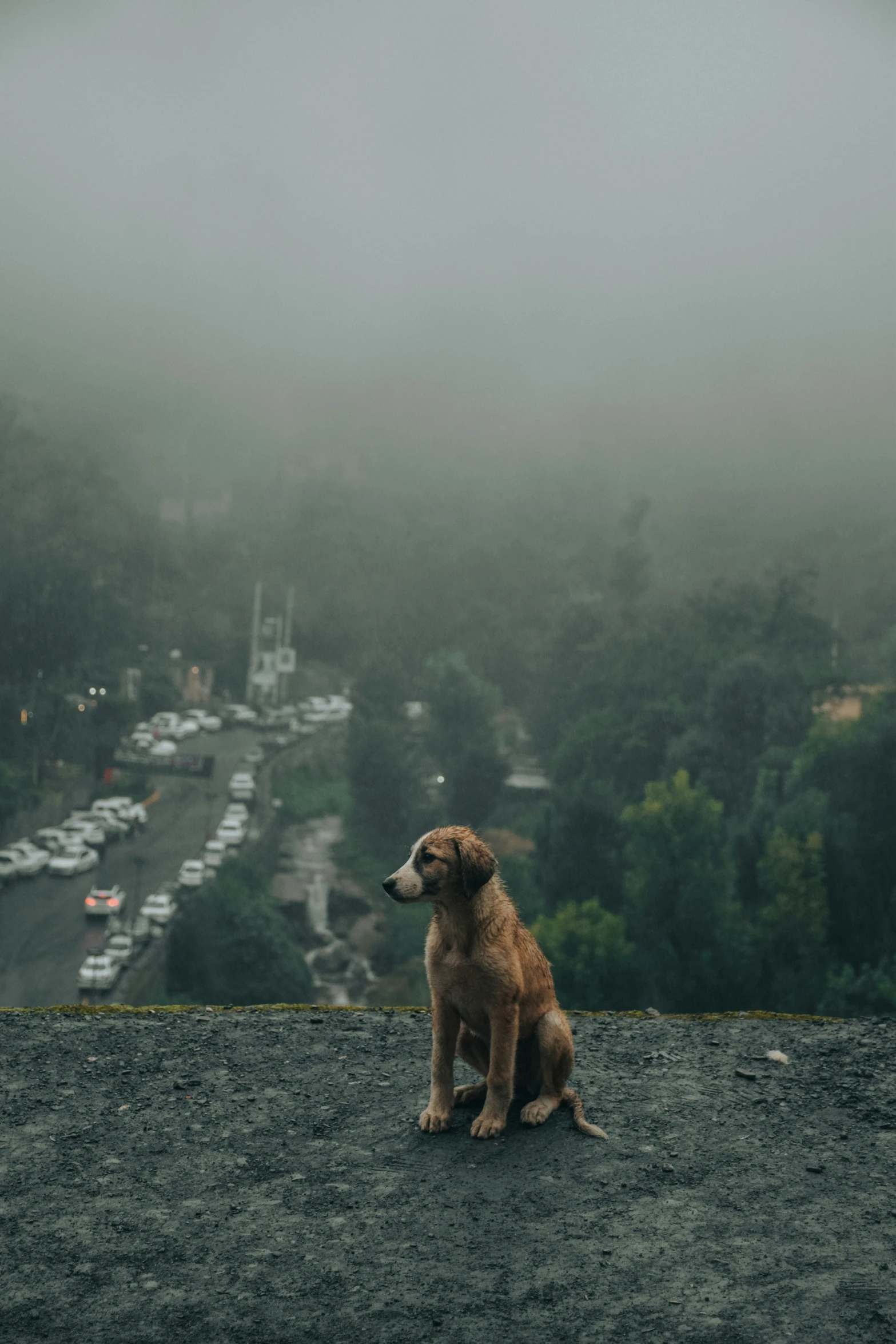 a dog is on a hill with fog