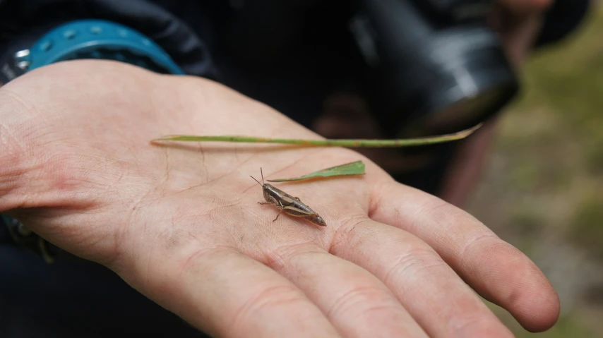 a person's hand holding grasshoppers while standing in front of camera