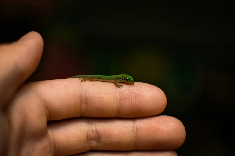 a small gecko walking on the palm of someones hand