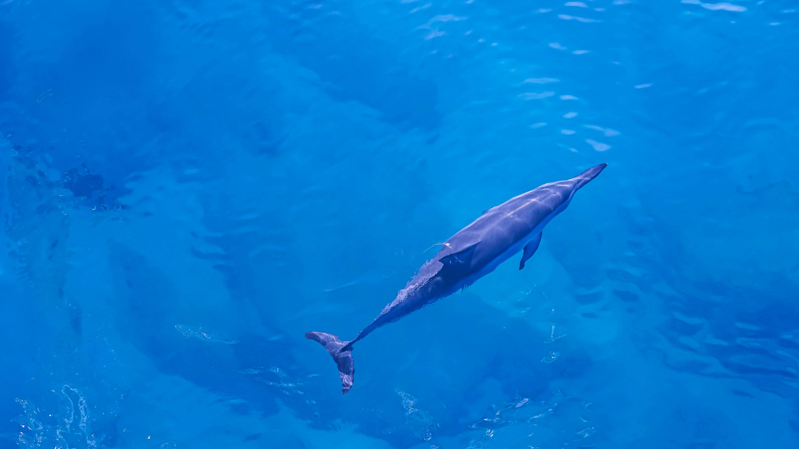 a dolphin is swimming in the blue water