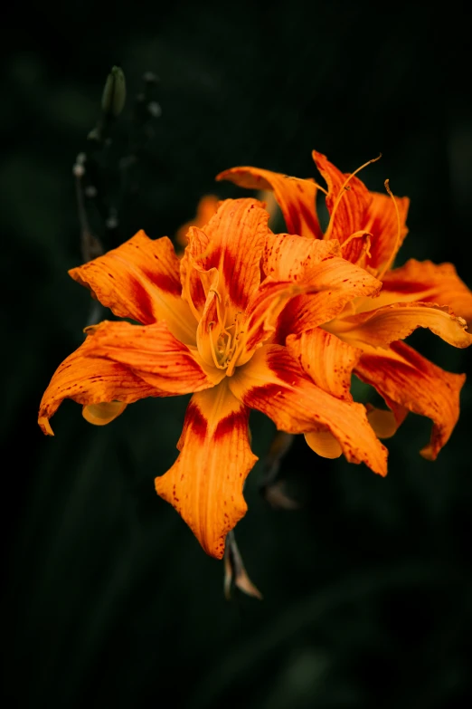 there is a orange flower blooming in the middle of dark