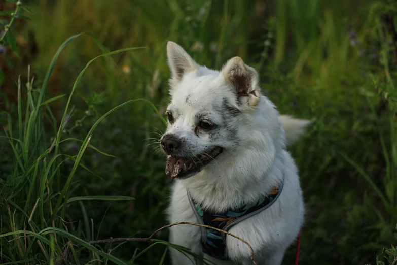 a very cute white dog sitting in the tall grass