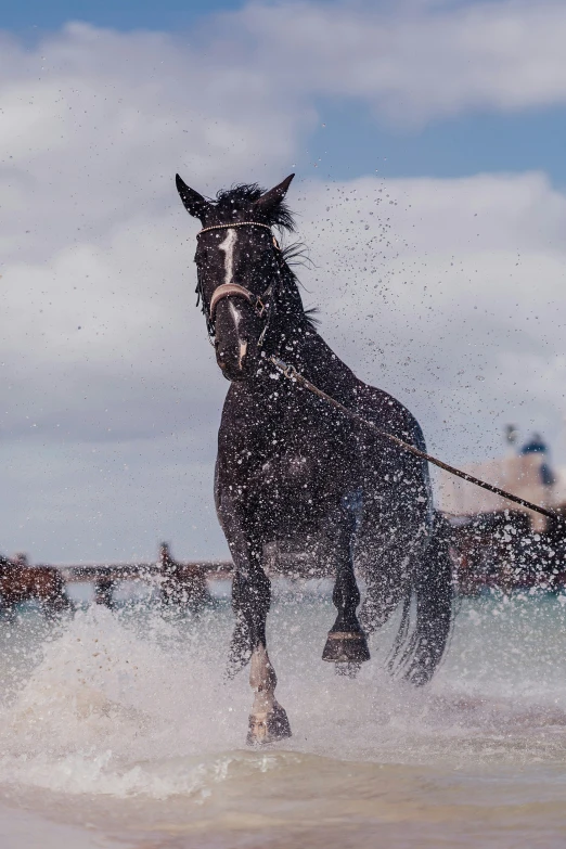a black horse is walking through the water