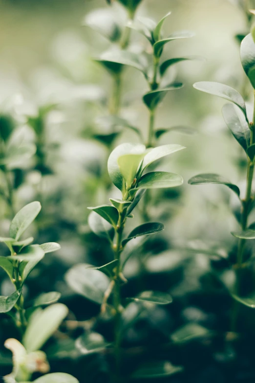 a field filled with lots of green plants