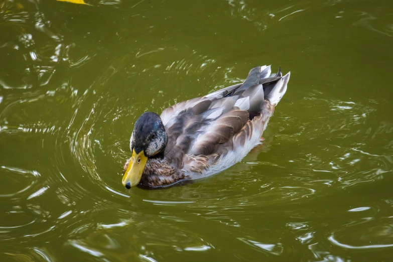 a mallard swimming in a large lake of water