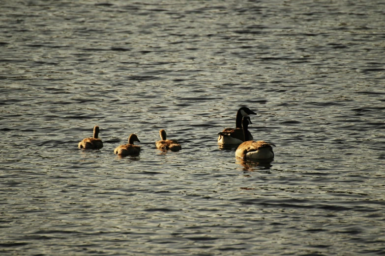 there are many birds standing in the water