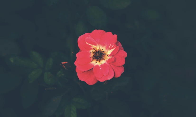 a red flower with green leaves in the background