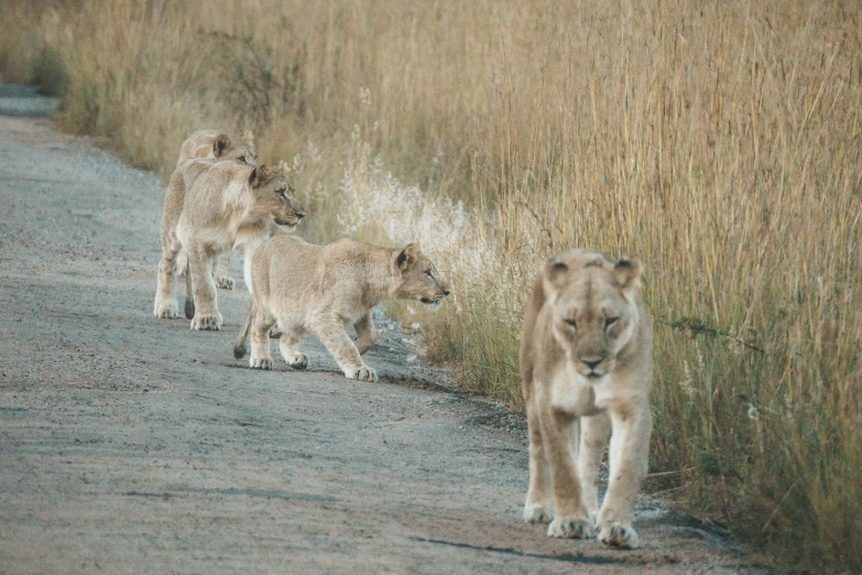 a group of lions walk past some tall grasses