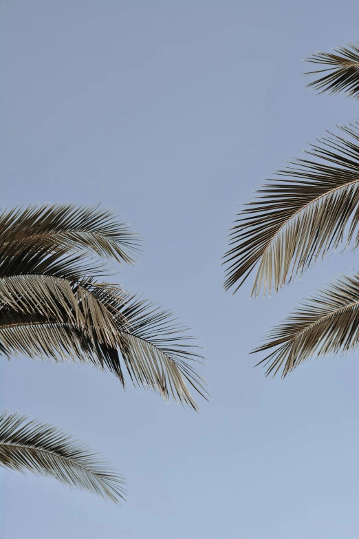 two palm trees against a blue sky