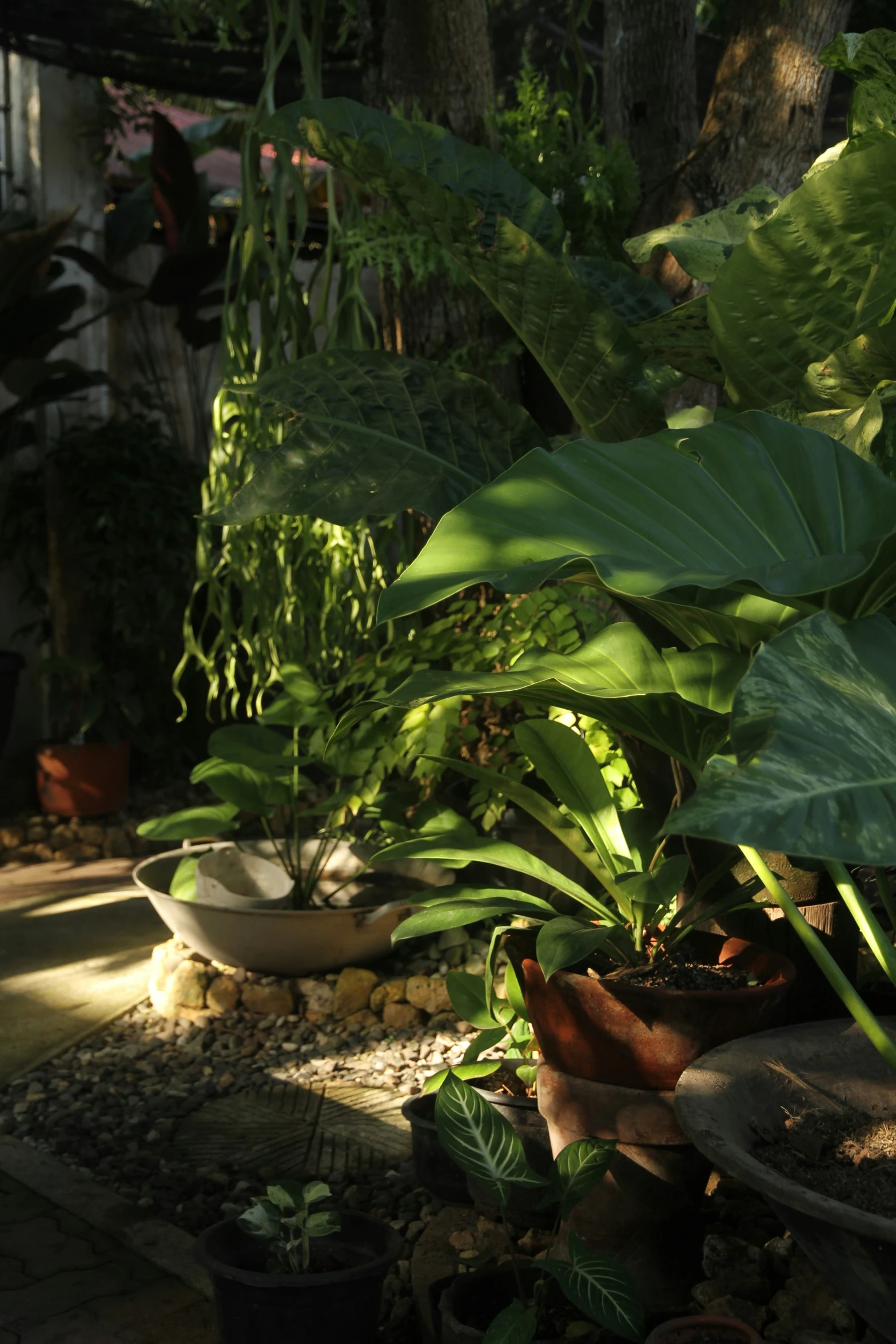 many potted plants are on the side of a building