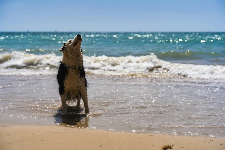 a dog looking up at the sky on the beach