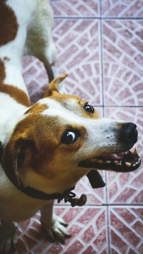 a dog yawns while waiting for soing