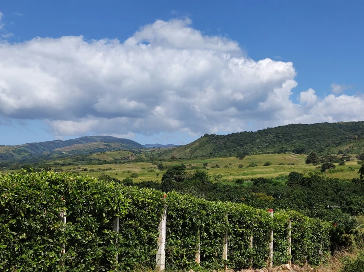 there are many bushes and a few hills in the background