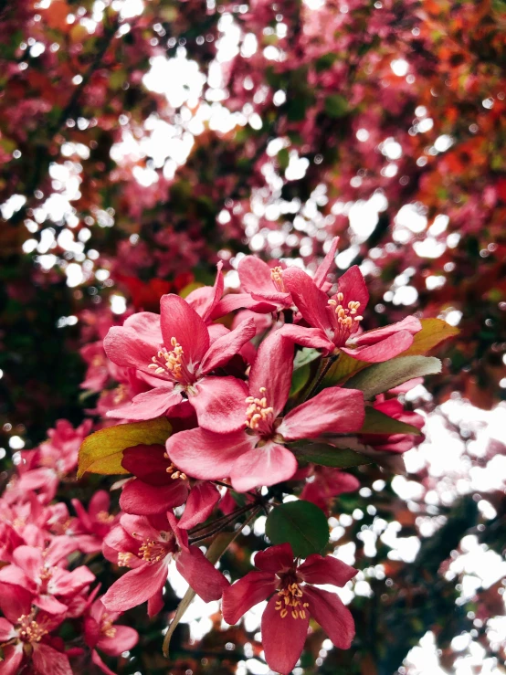 the pink flowers are growing in the tree