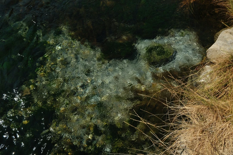 a bird view of a grassy area with shrubs