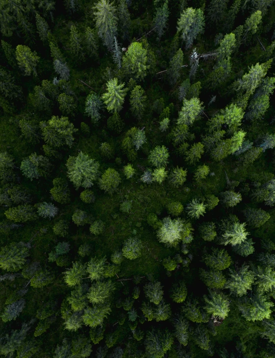 aerial view of trees in the forest