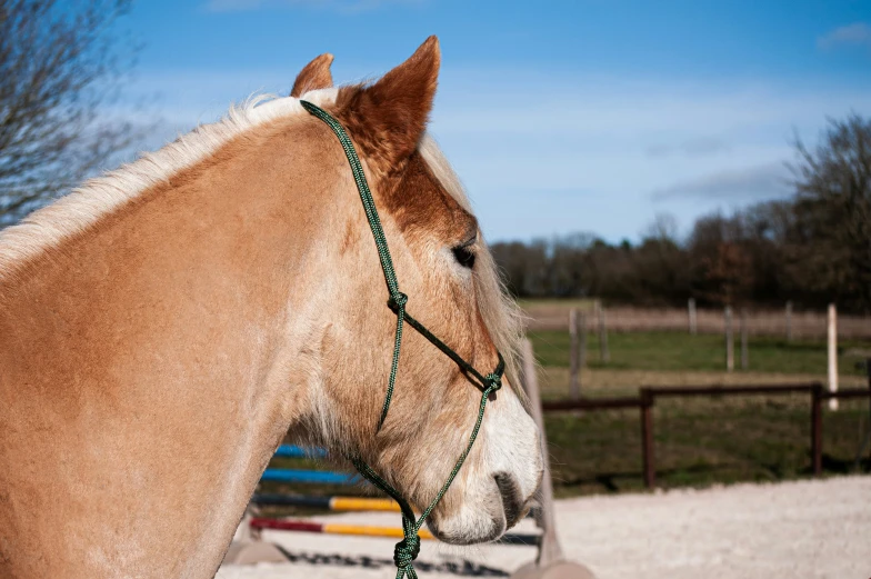 an image of a horse looking out the window