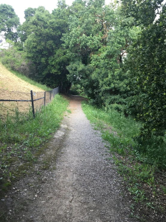 a road leading into the woods behind a fence