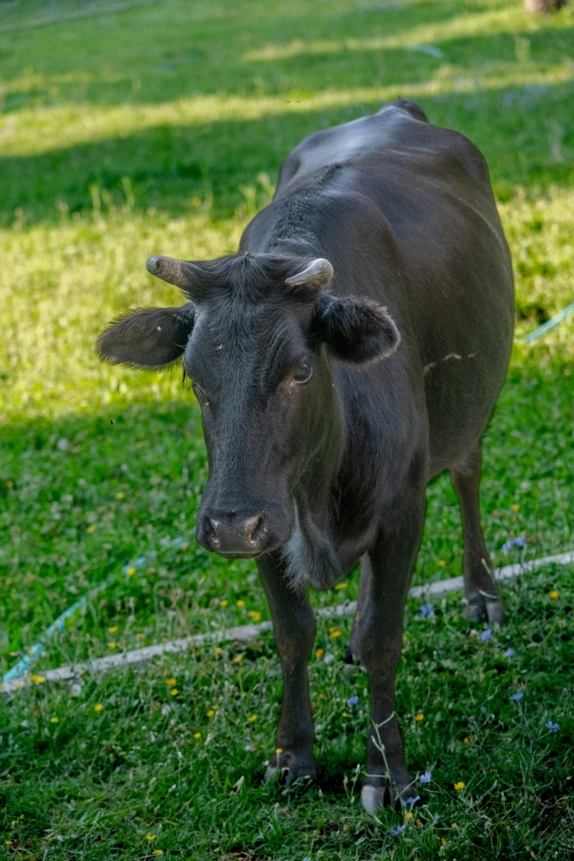 a brown cow is standing in a field