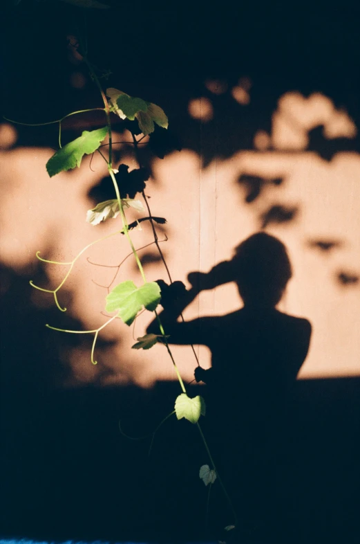 the shadow of a person with flowers on a wall