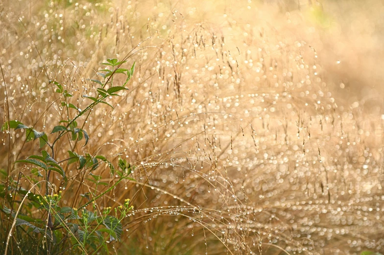 a bush with a few water droplets on it