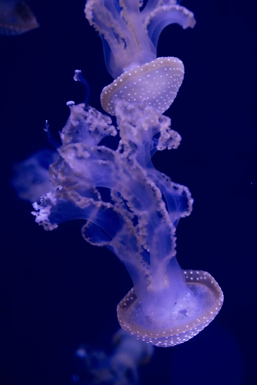 a group of sea life sitting in the ocean