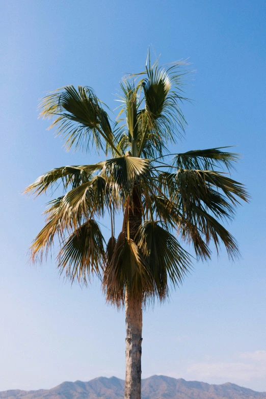 a palm tree in the middle of a large beach