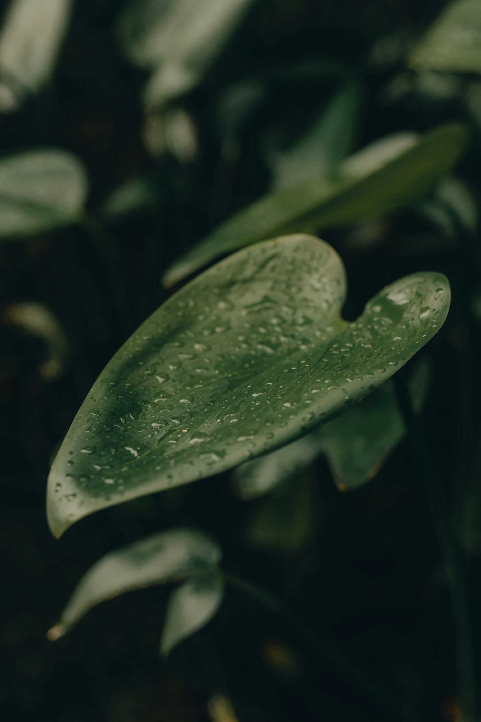 this is a very close up po of green leaves