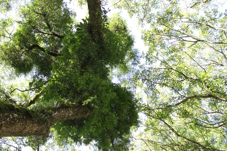 an uplifted view of a tree trunk and the top nches