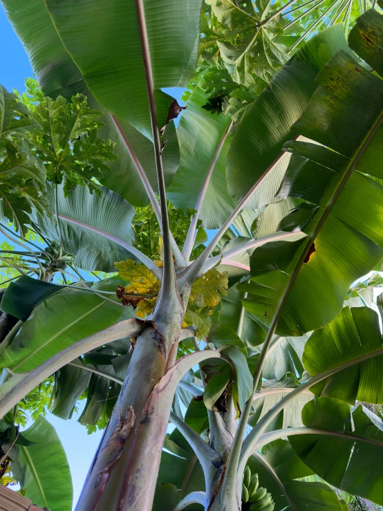 several tree nches and leaves with blue sky background