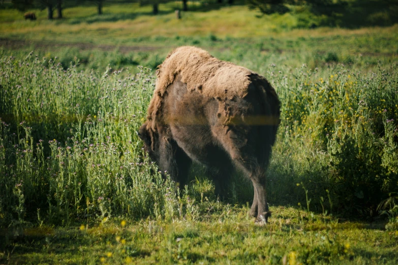 a buffalo is standing in a field next to some trees