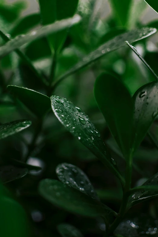 green foliage with water droplets on it