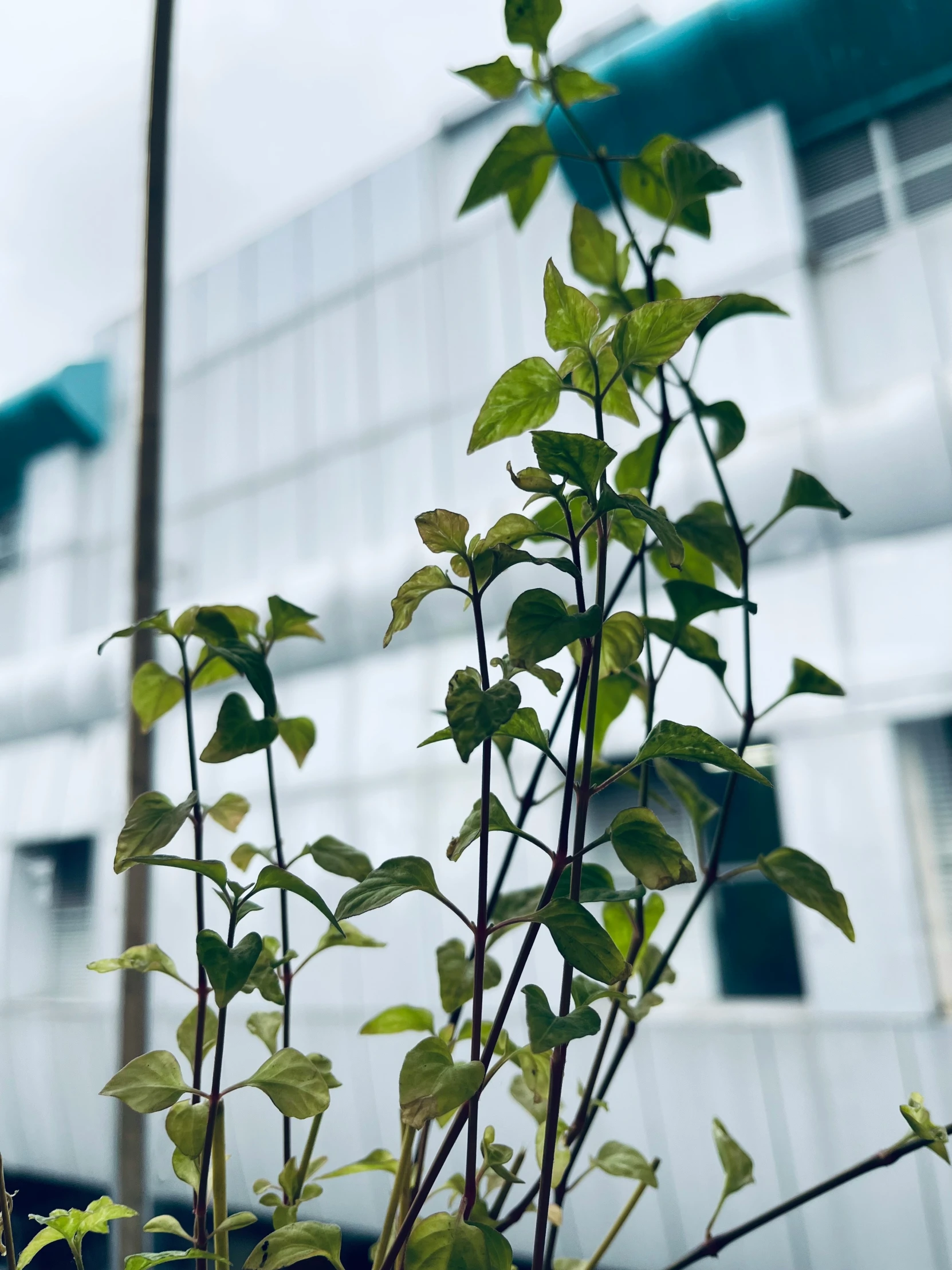 a bush is sitting in front of an industrial building