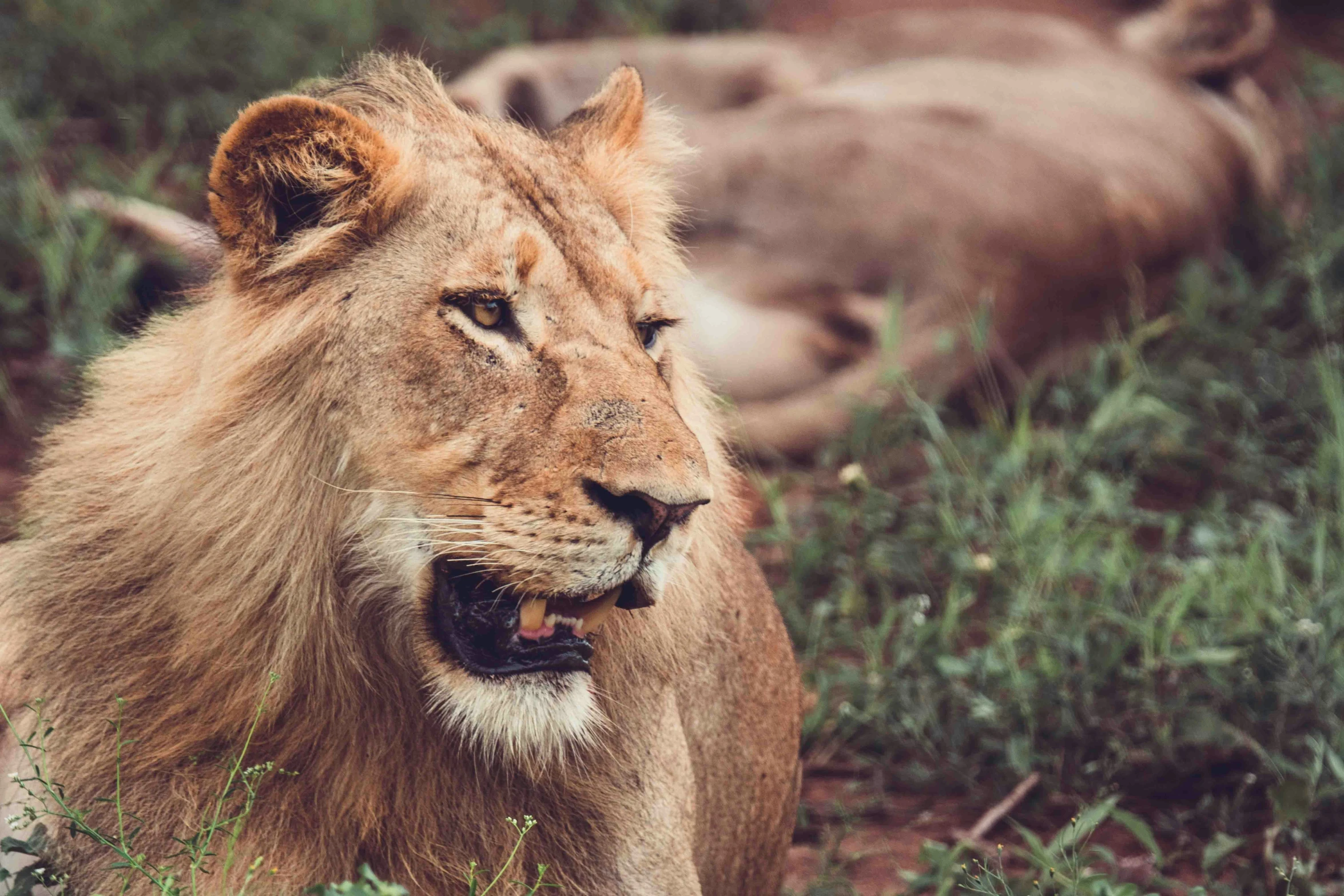 a lion sitting on the ground in front of another animal