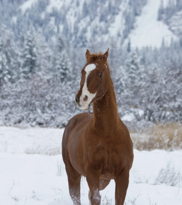 horse standing in snowy field looking at camera