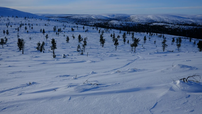 a group of pine trees on the snow