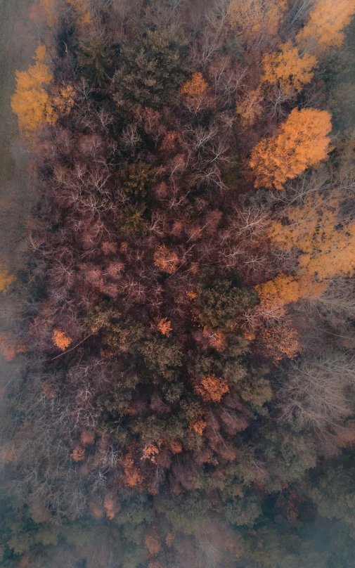 a group of trees with orange and yellow leaves in the tops