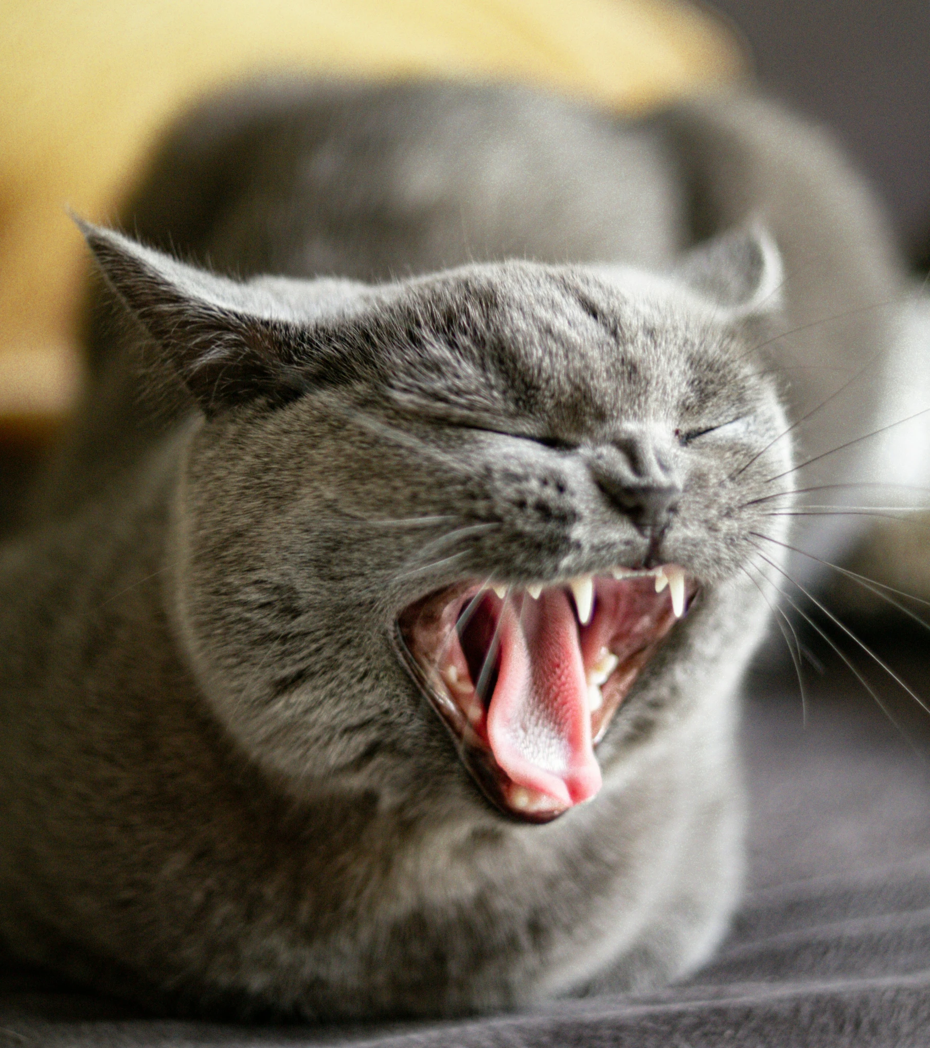 a grey cat showing off its sharp teeth