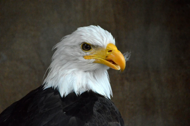 a bald eagle with very big feathers looks directly at the camera