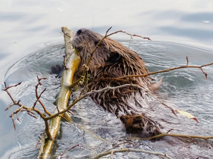 beaver in a pond eating the bark of a tree