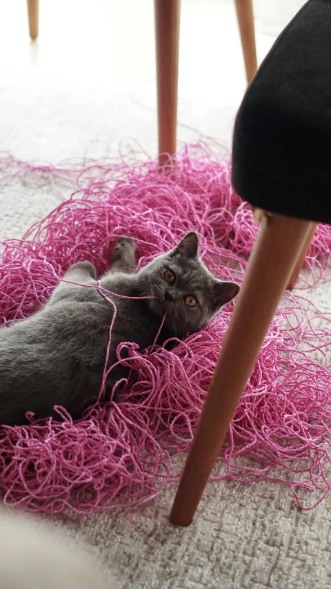 a gray cat lies on a bed covered with purple yarn