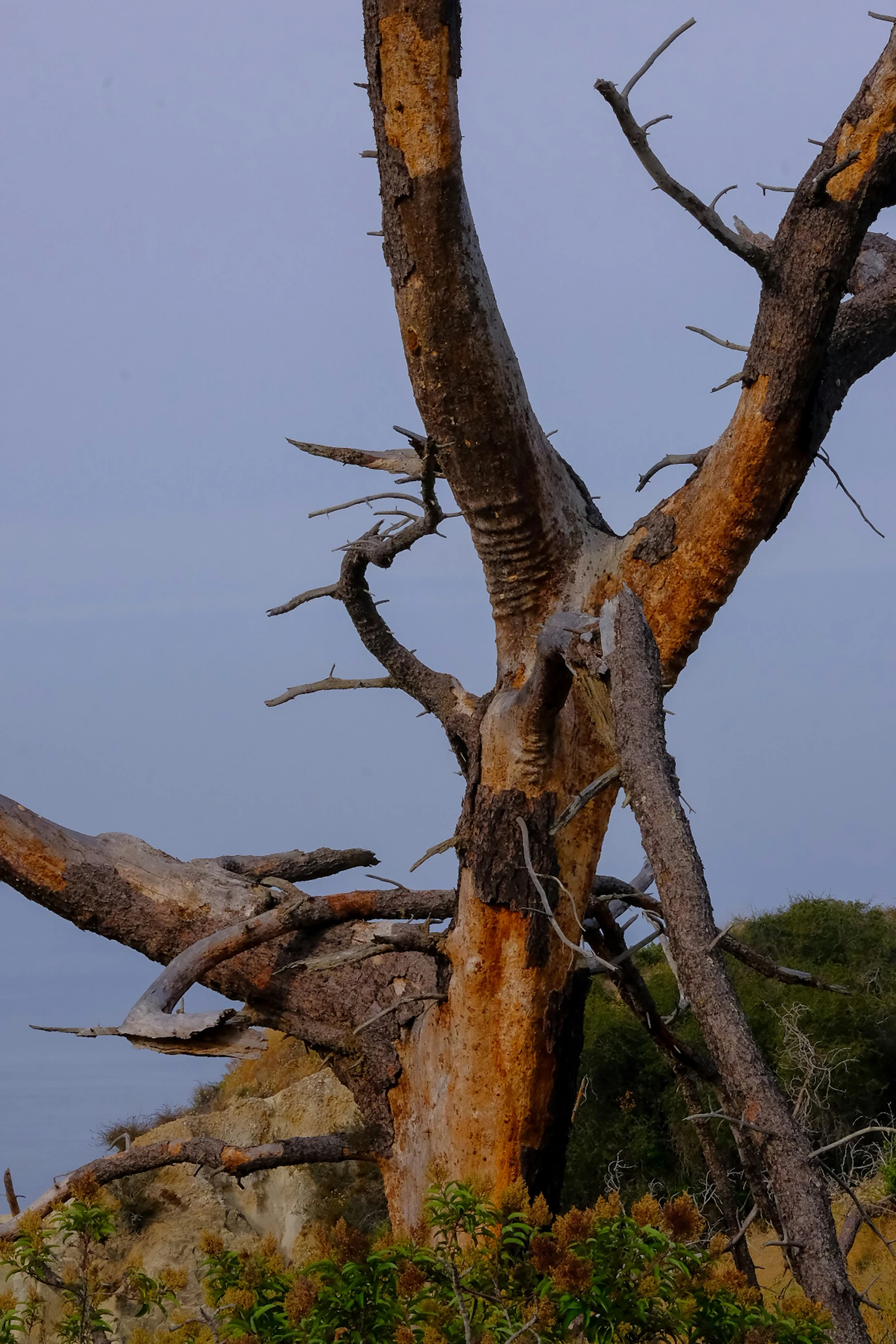 there is a tree that has been broken by the wind