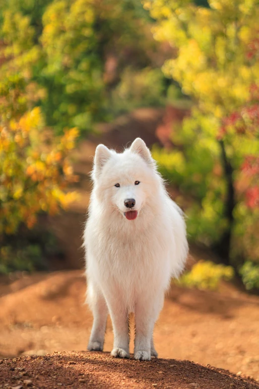 an adult white dog stands on dirt and gravel path