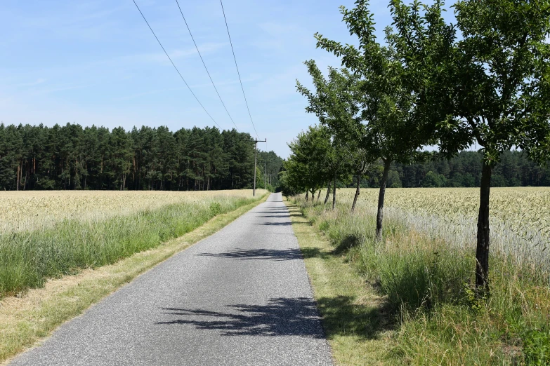 a narrow road winds through a field between some trees