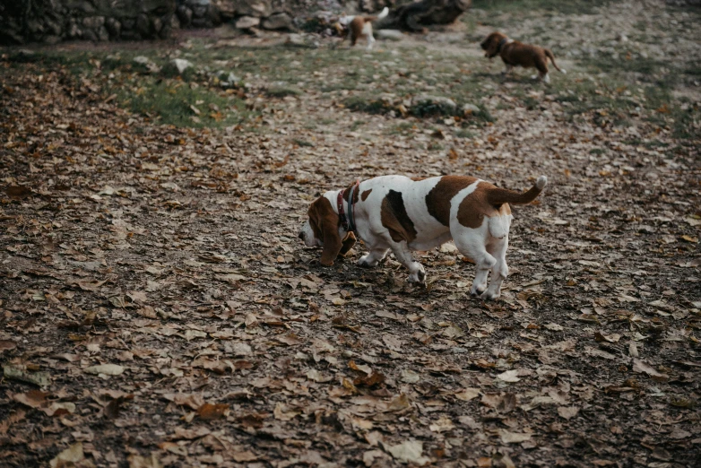 a small dog in a field full of leaf