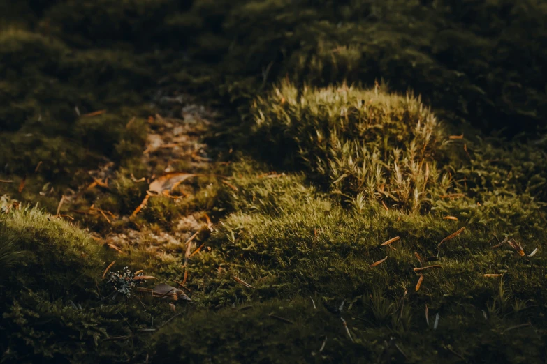 a cat sitting in the middle of some green grass