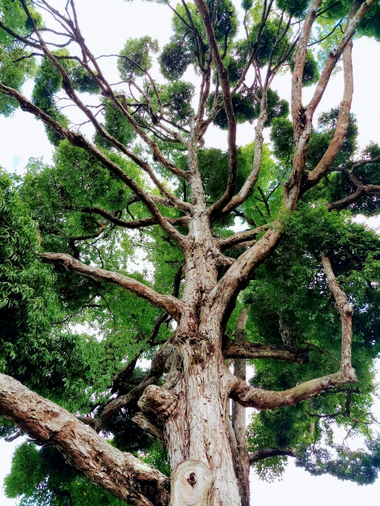 large tree with trees in background and clouds