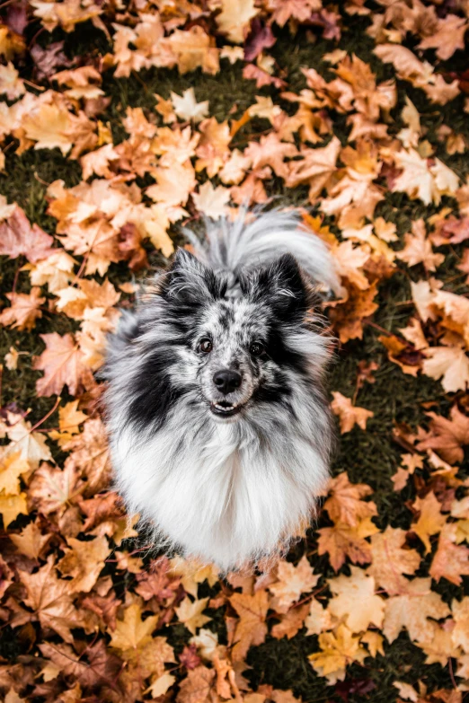 a dog looking up from the leaves