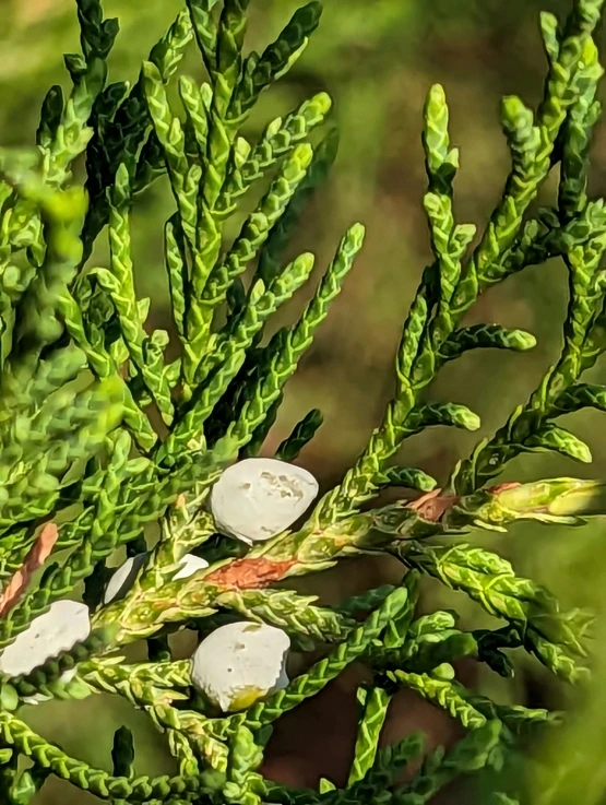 this is a po of green leaves and flowers